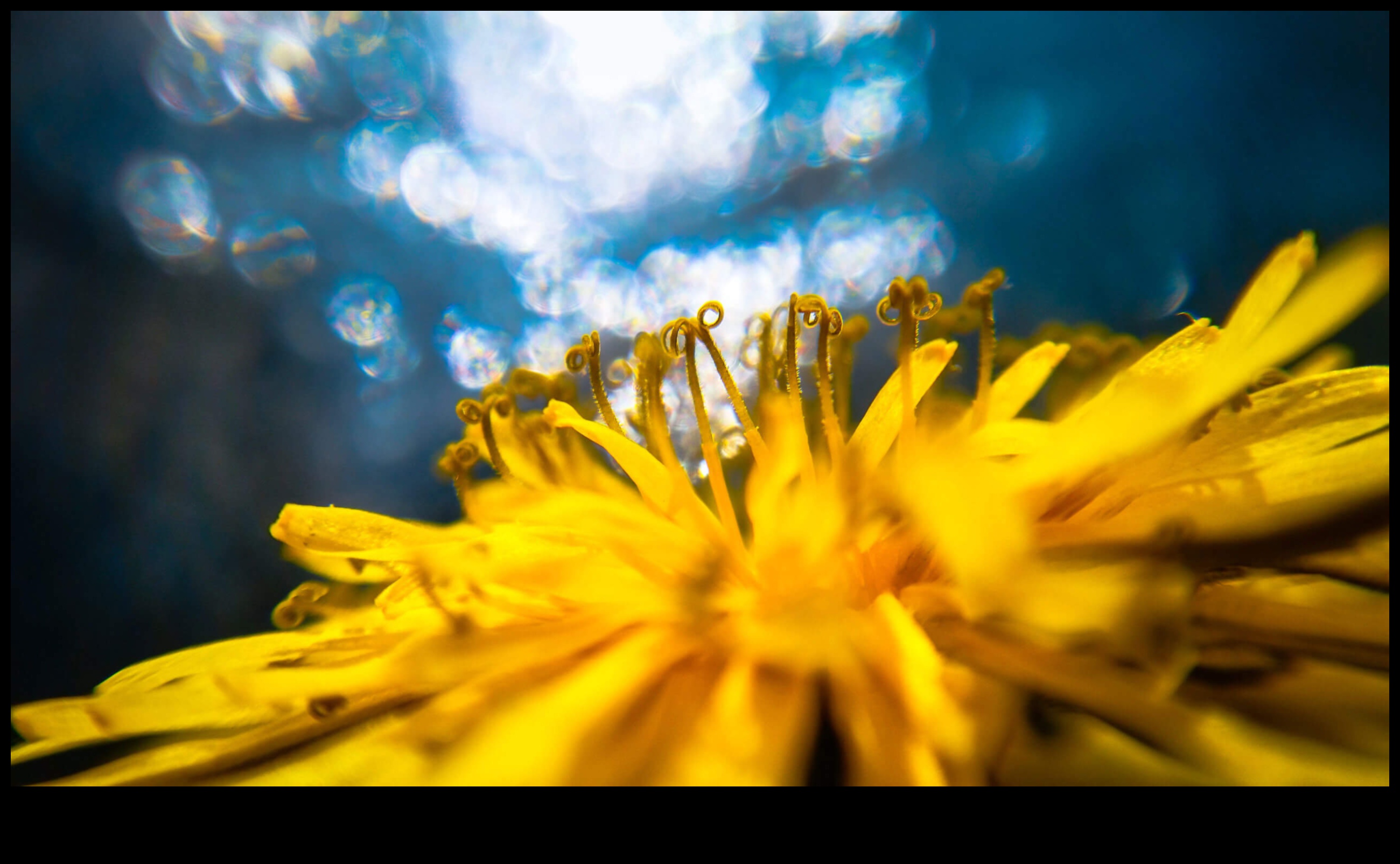 Μπόκε που κόβει την ανάσα: Κάμερες με όμορφο θάμπωμα φόντου